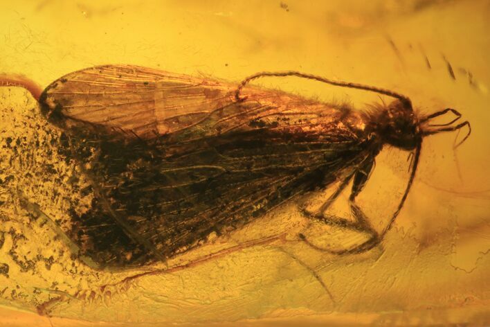 Detailed Fossil Caddisfly (Trichopterae) In Baltic Amber #105455